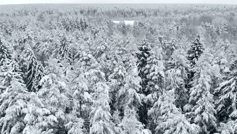Aerial-view:-winter-forest.-Snowy-tree-branch-in-a-view-of-the-winter-forest.-Winter-landscape,-forest,-trees-covered-with-frost,-snow.